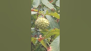 Плоды каштана с иголками #еда #каштаны #полезныесоветы