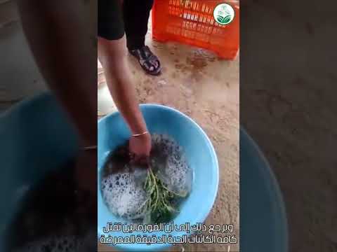 الفورمالين مادة لها تأثيرات ضارة ومدمرة على صحة الإنسان فتجنب استخدامها في حفظ المنتجات الزراعية و
