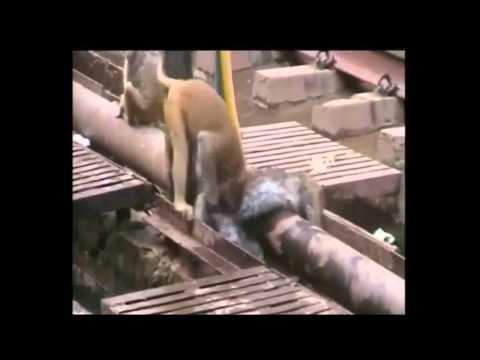 Video Khỉ cứu bạn bị điện giật - youtube