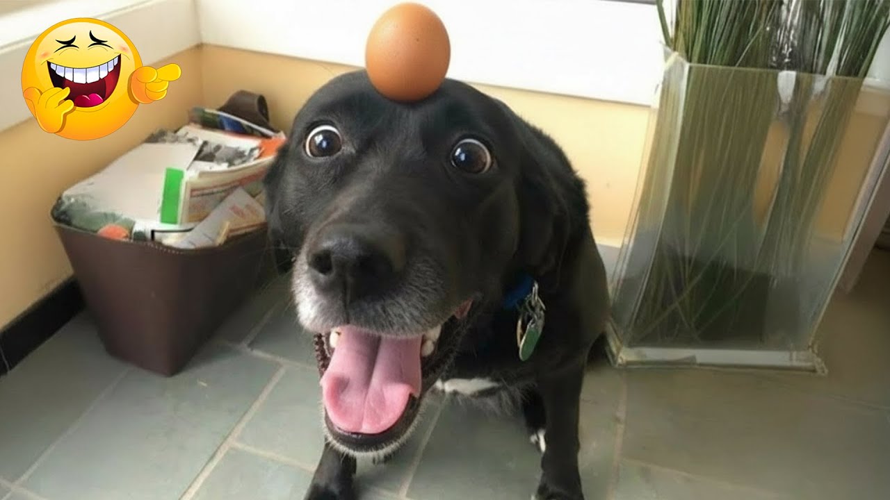 You Laugh You Lose 😂 Funniest Cats and Dogs 2026 😅 part 2