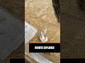Rabbits Are Not What You Think