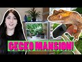 My Pet Crested Gecko Gets a Mansion! (Zen Habitats Enclosure Upgrade)