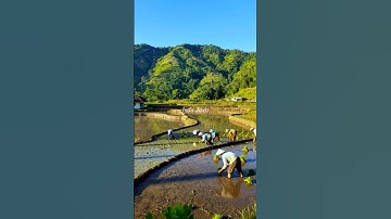 Farmers Plant Rice in Indonesian Villages | West Java Indonesia