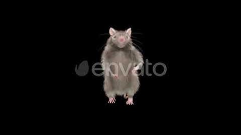 Rat Dancing | Motion Graphics - Envato elements
