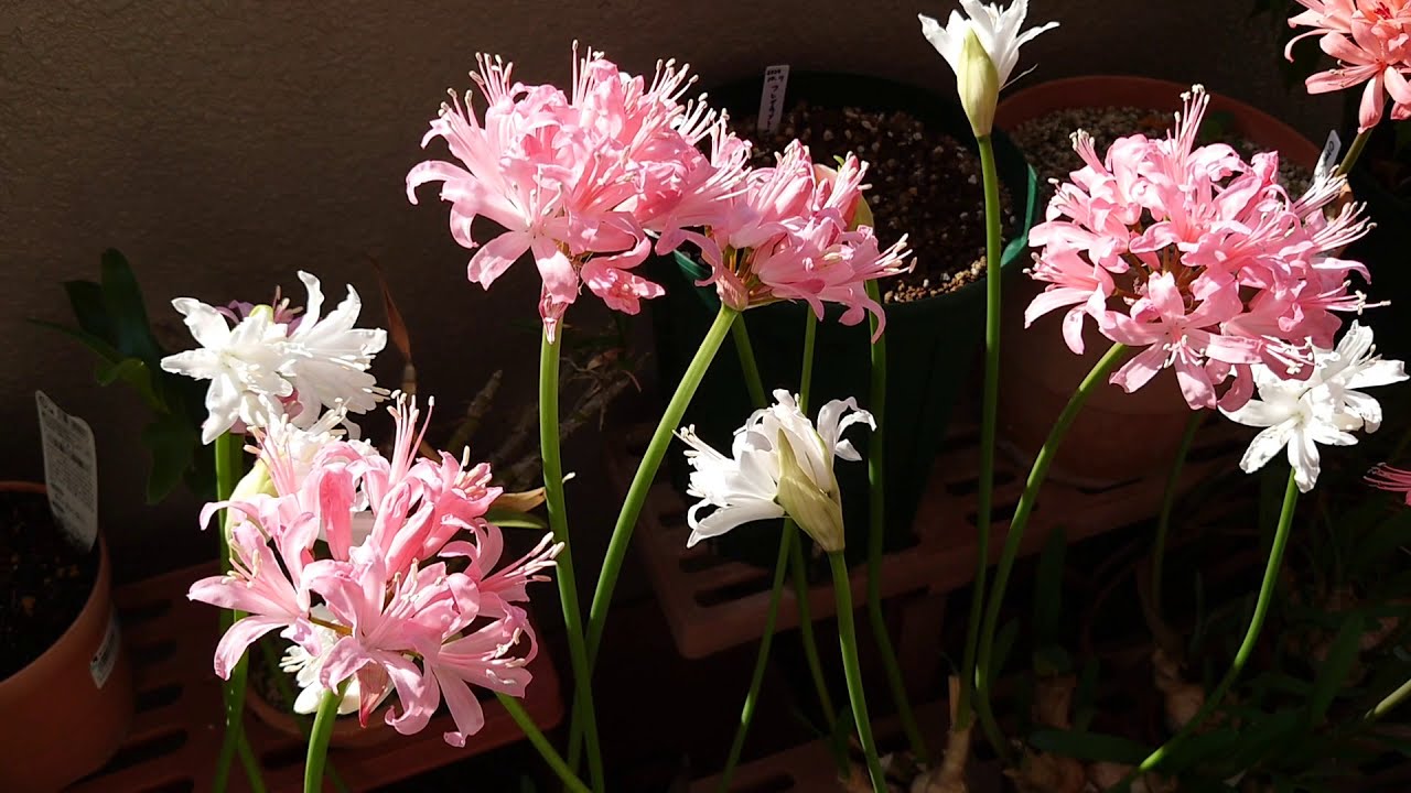 2020年　ダイヤモンドリリー。