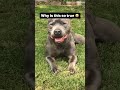 Subscribe for more videos like this 🤍🙏 #cutedog #cutepuppy#dog #follow #meme #puppy #staffy #love