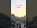 SAKURA IN UENO PARK #shortsvideo #sakura #shortsviral #trending #viral #japan