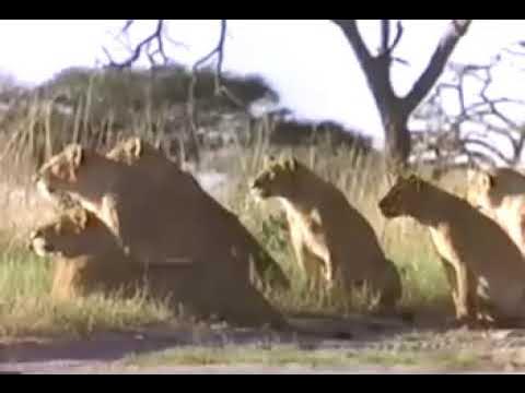 lions vs hyenas - YouTube