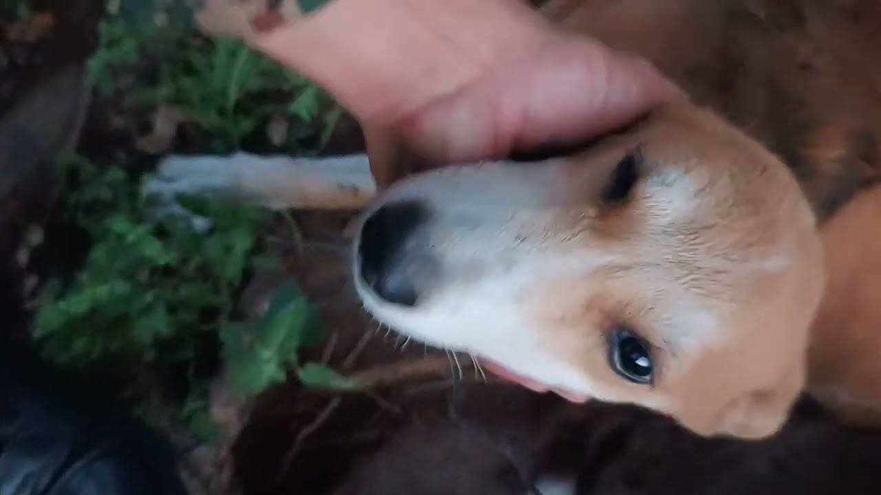 Helping pusppies in jungle 