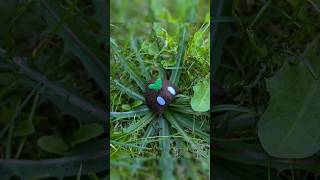 Just a frog ^^ #art #sewing #cute #diy #craft #plush #thisworldneedsmorefrogs