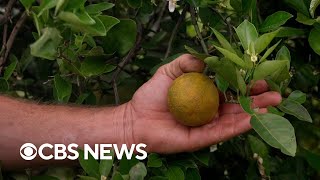 Unpacking the decline of Florida's citrus industry