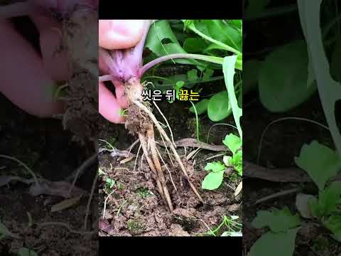 간 독소·염증 싹 빼주는 '이 길가 잡초'의 정체! 🌿🤫 #hiddenplants #naturetips #herbs #plantscience