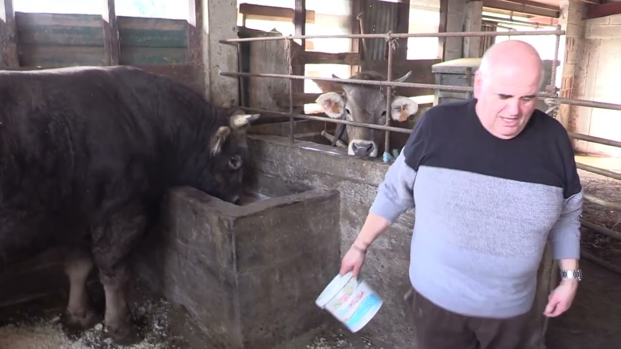 Ganaderos en su hábitat | Pardas en Bedico | 28.02.2026