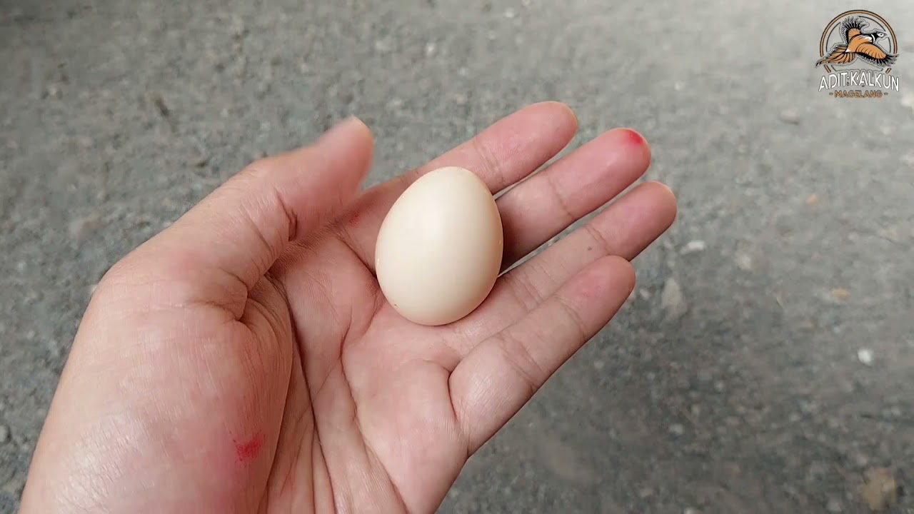 MEMANEN TELUR AYAM GOLDEN PHEASANT I TERNAK AYAM PHEASANT I BURSA AYAM