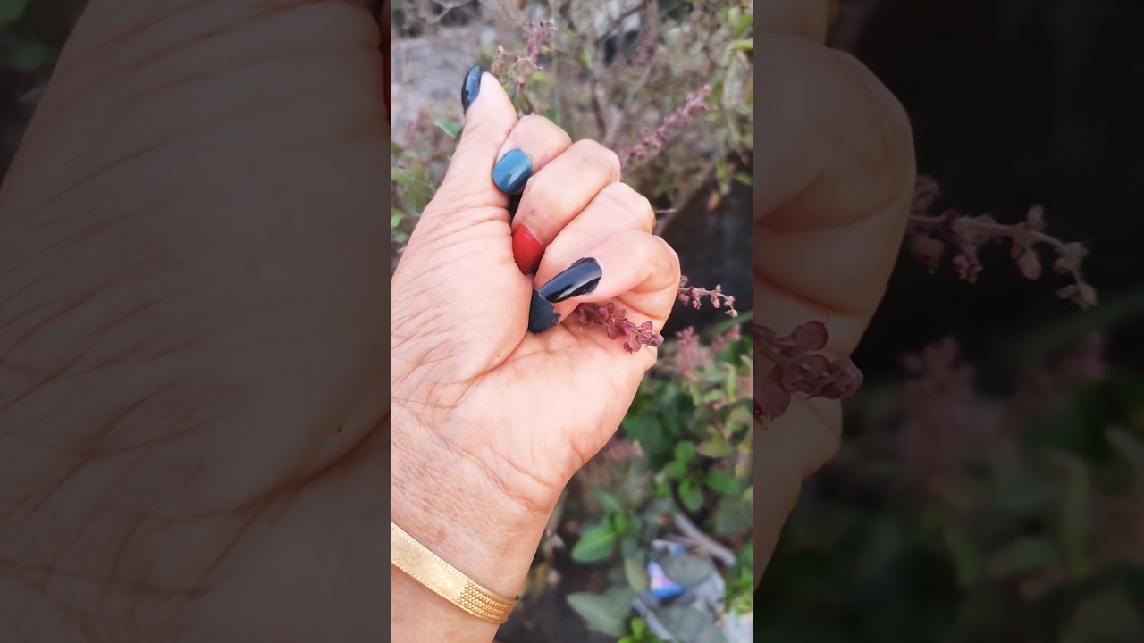 BLUE leaf beetle from ASIA 