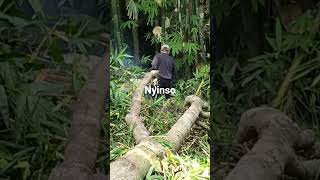 nyinso kayu persiapan ngoven mako