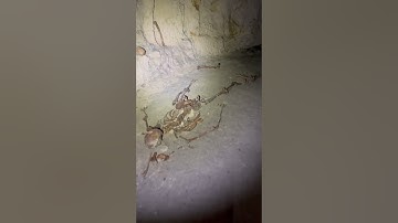 Exploring Paris - The Catacombs || The Skeleton  #abandoned #paris #urbex #explore