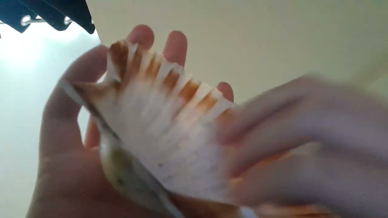 ASMR lofi fast sea shell tapping and scratching 🐚