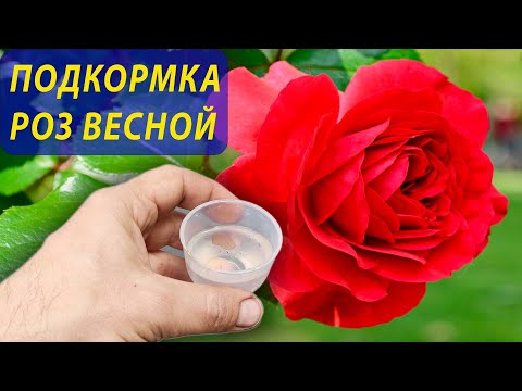 Розы будут цвести все лето после весенней подкормки этими двумя компонентами! Розы уход и подкормка.