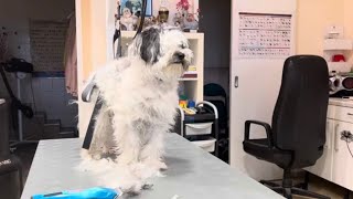 Mischlinghund und sehr verfilzt !Grooming Guide:very matted dog (mixed breed dog)