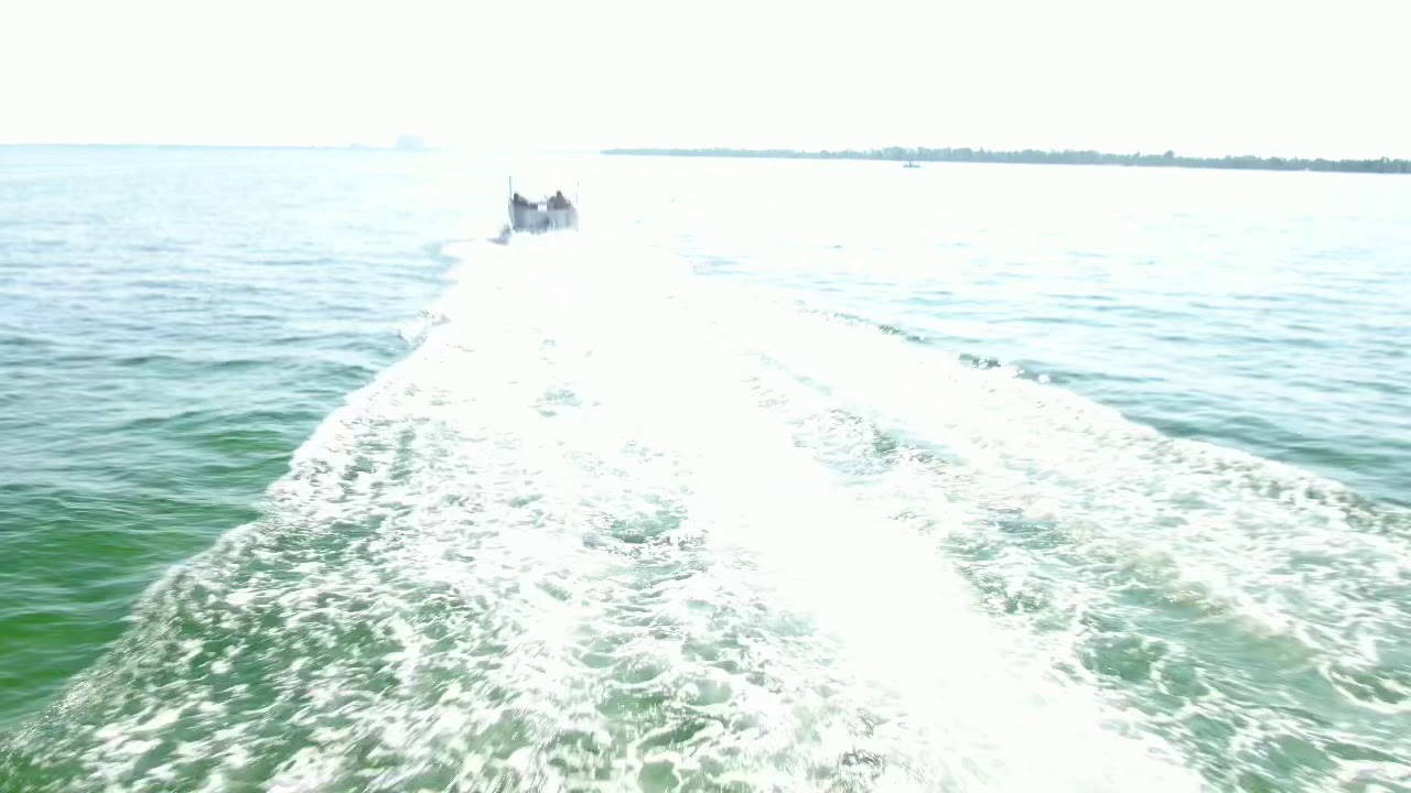 Yes the Emerald Coast has Dolphins in the wild 🐬🐬🐬