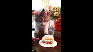 Binoos First Birthday