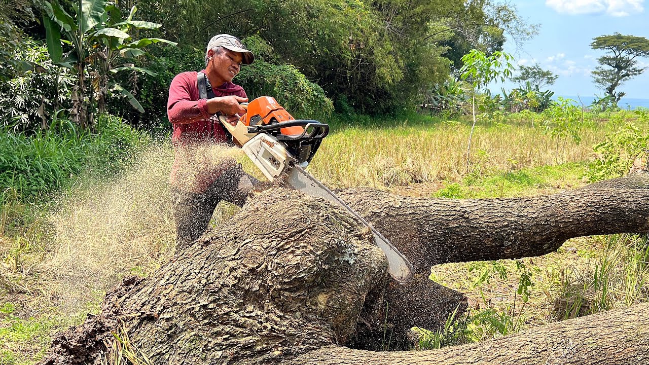 Monster saw !! Stihl ms 881, felling four trembesi trees. - YouTube
