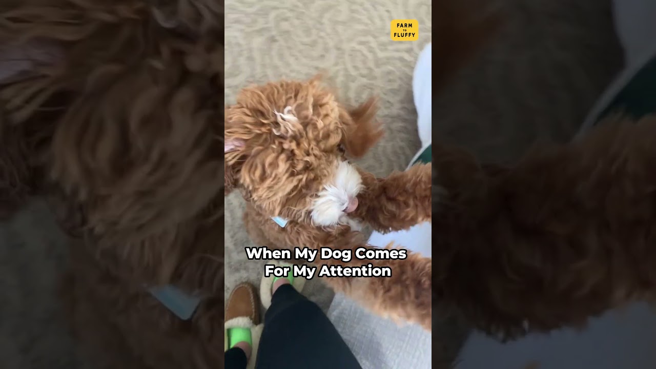 Who Gets Attention: Me or My Dog? 🙄🐶 #dogsofyoutubeshorts #dogfunnyshorts