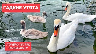 Птенцы лебедей  гадкие утята. Почему так?  #2k