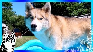 HUSKY POOL TIME | INFLATABLE DOG POOL Review and Giveaway