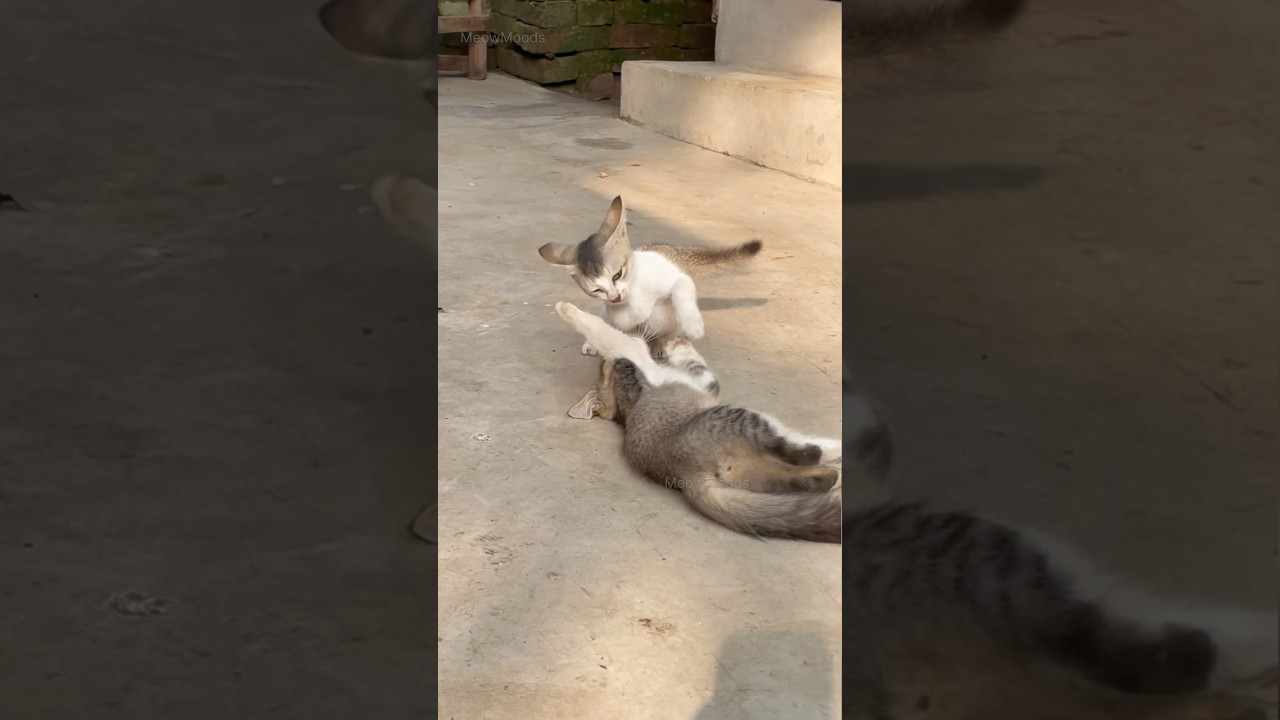 Kittens on the Move: Playtime Antics and Fun Galore! 