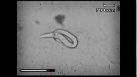 Hatching of larvae of Caenorhabditis elegans