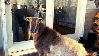 Goat Wants To Be An Indoor Dog