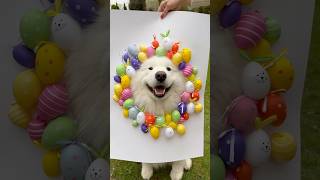 My dog has an Easter photoshoot 📸😍 #samoyed #dog #easter #photoshoot