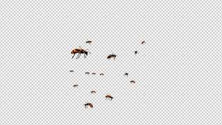 Honey Bee Swarm - Aggressively Flying Over Screen - Transparent Loop