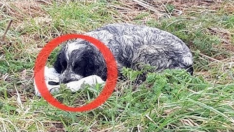 Un hombre rescata a un perro que lloraba y que tenía una bolsa en el hocico. Cuando miró dentro...