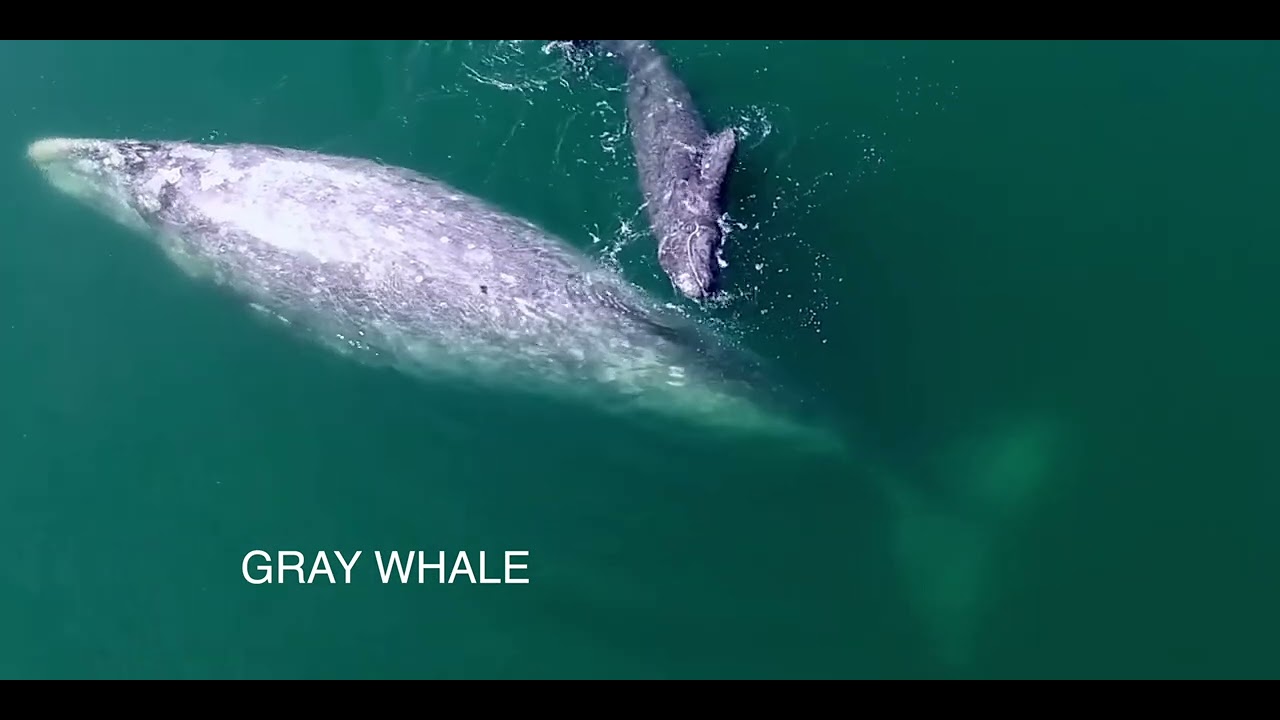 GRAY WHALES – THE OZONE FACTOR WEB SERIES