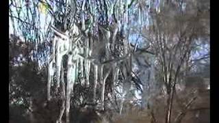 פרחי קרה, ערבה 2008