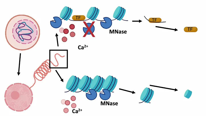 An Introduction to MNase-seq