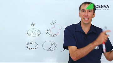 Como aumentar a fertilidade das vacas?