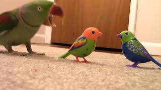 Real Bird's Reaction to Digibirds-Real Bird vs Digibird