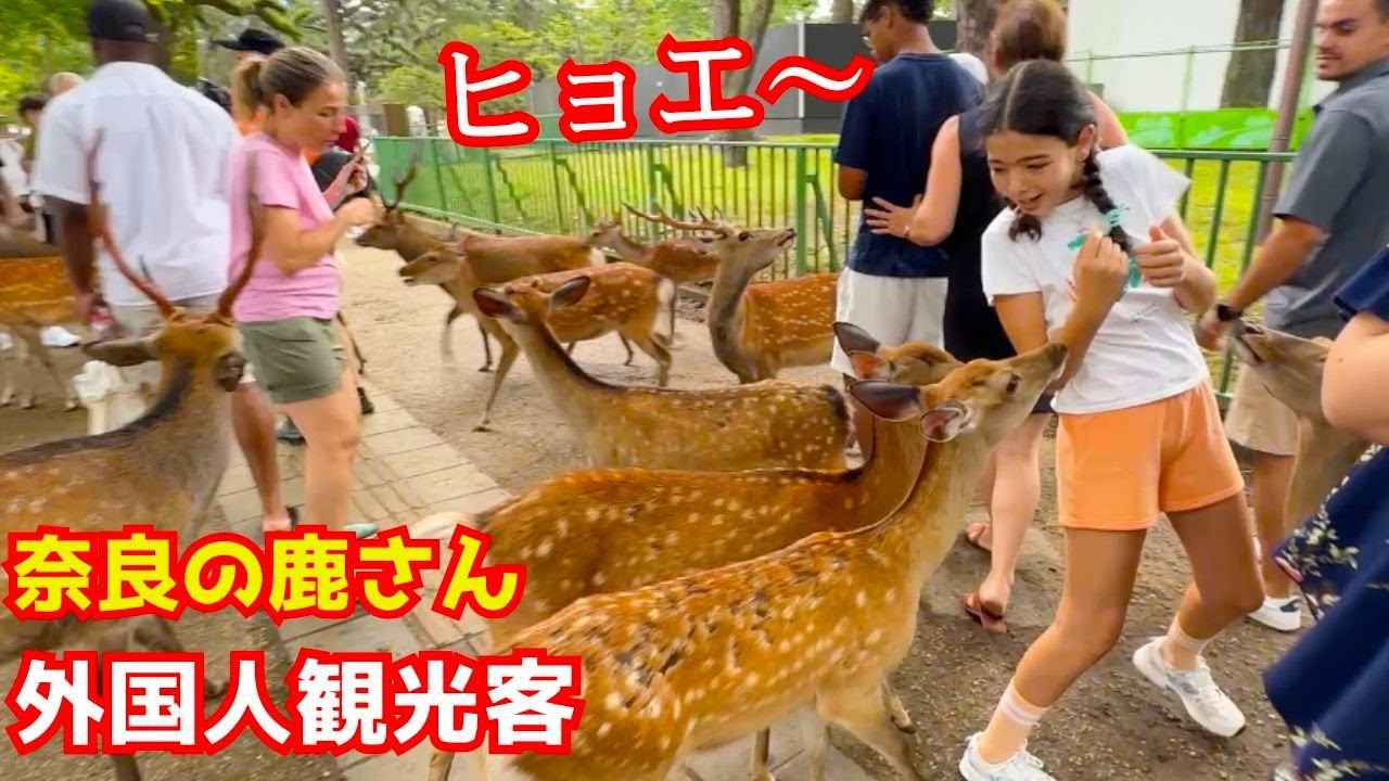 「日本サイコー！」外国人観光客がわんぱくな鹿さん集団🦌への反応が想定外