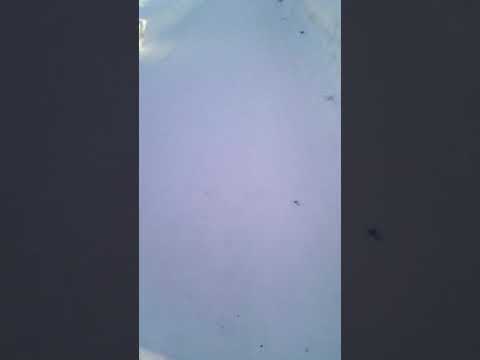 г.Николаевск-на-Аиуре,ул.Приамурская.