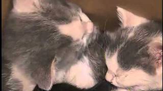 Humane Society runs out of room for cats