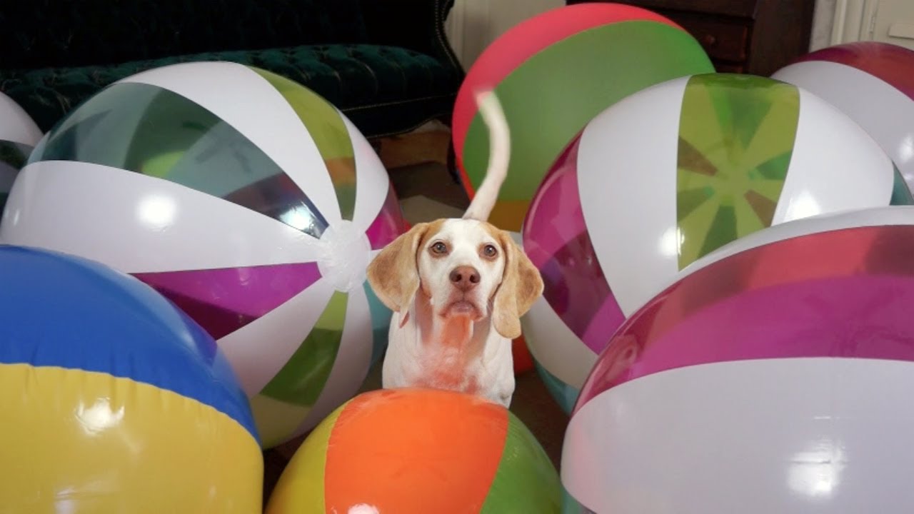 Beach Ball Birthday Surprise for Cute Dog Maymo!