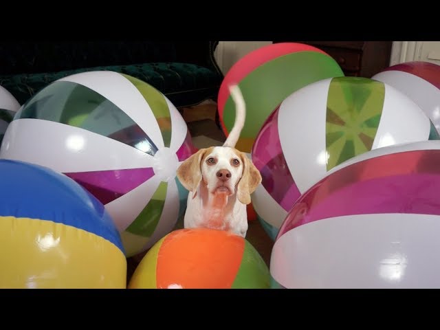 Beach Ball Birthday Surprise for Cute Dog Maymo! class=
