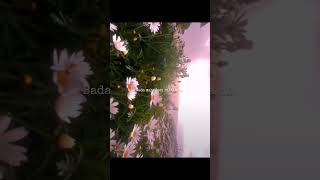 hua hain aj phile baarII WHATSAPP STATUS II SLOW REVERB II #love #like #song #new #subscribe #music