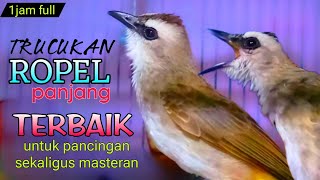 trucukan gacor ropel panjang untuk pancingan masteran biar trucuk jadi aktif gacor ropel