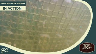 Underwater Footage of the Honey Hole Nursery! screenshot 5