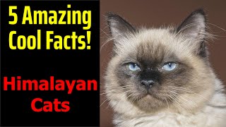 5 Fascinating Facts About Himalayan Cats